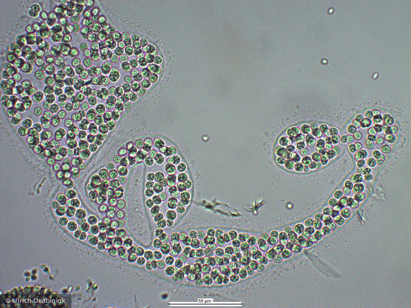 Cyanobacteria Cyanobacteria Chroococcales Microcystis wesenbergii
