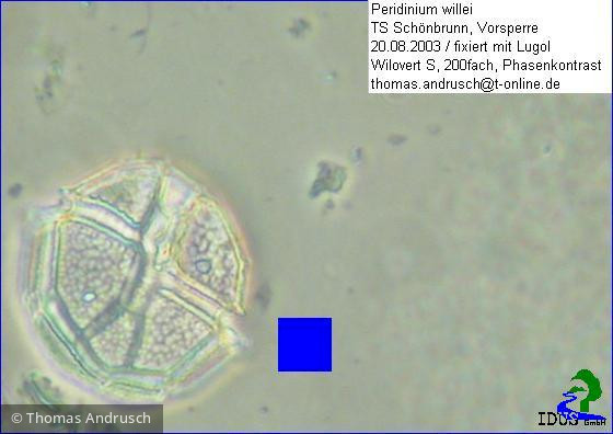 Peridinium_willei_1238674830 - Dinophyta Dinophyceae Peridiniales Peridinium willei