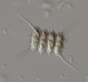 Scenedesmus_sempervirens_1276508742