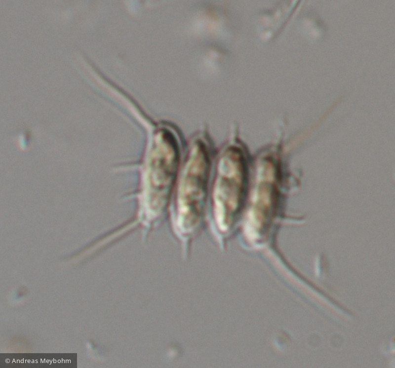 Scenedesmus_sempervirens_1276508742 - Chlorophyta Chlorophyceae Chlorococcales Desmodesmus abundans