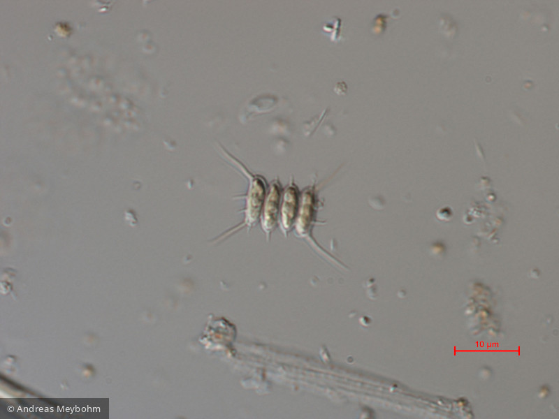 Scenedesmus_sempervirens_1276509924 - Chlorophyta Chlorophyceae Chlorococcales Desmodesmus abundans