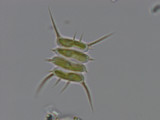 Scenedesmus_sempervirens_1286806035
