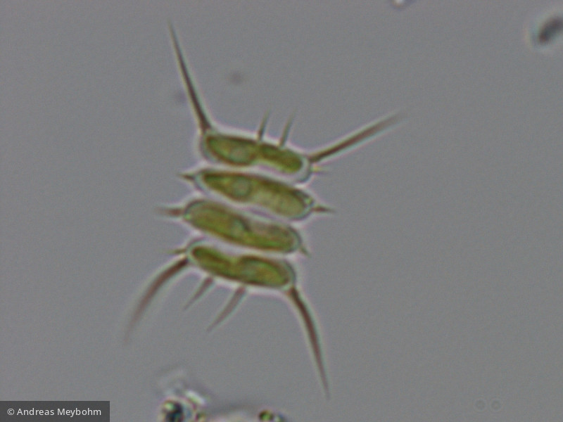 Scenedesmus_sempervirens_1286806035 - Chlorophyta Chlorophyceae Chlorococcales Desmodesmus abundans