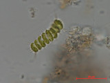 Scenedesmus_sempervirens_1286806296