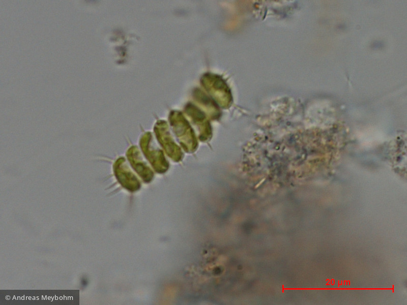 Scenedesmus_sempervirens_1286806296 - Chlorophyta Chlorophyceae Chlorococcales Desmodesmus abundans