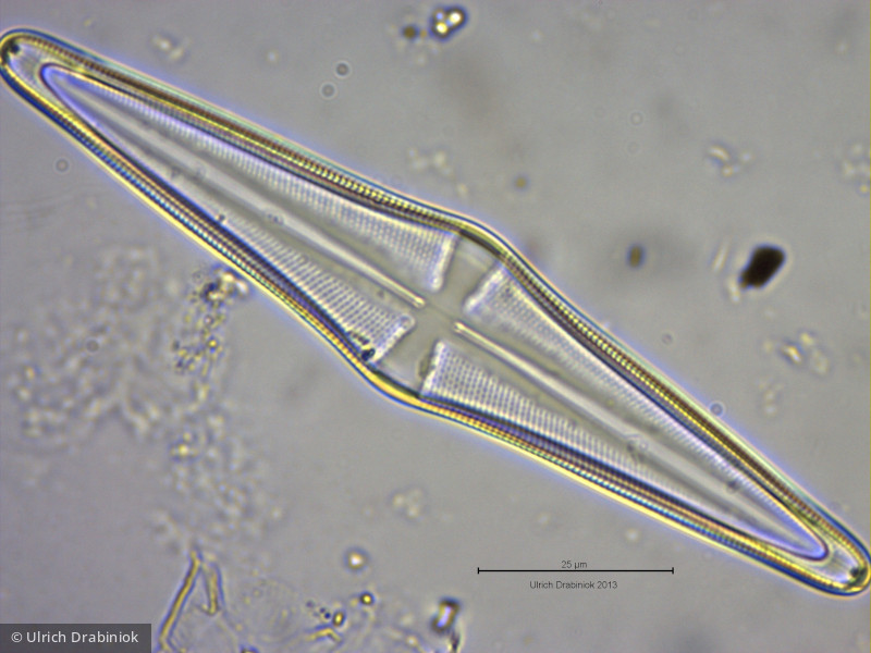 Heterocontophyta Bacillariophyceae Pennales Stauroneis acuta