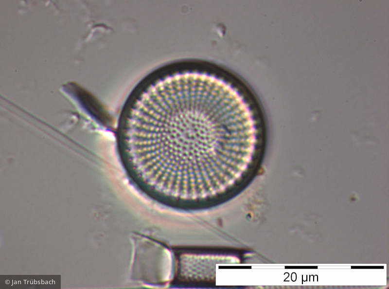 Stephanodiscus_alpinus_1225985666 - Heterocontophyta Bacillariophyceae Centrales Stephanodiscus alpinus