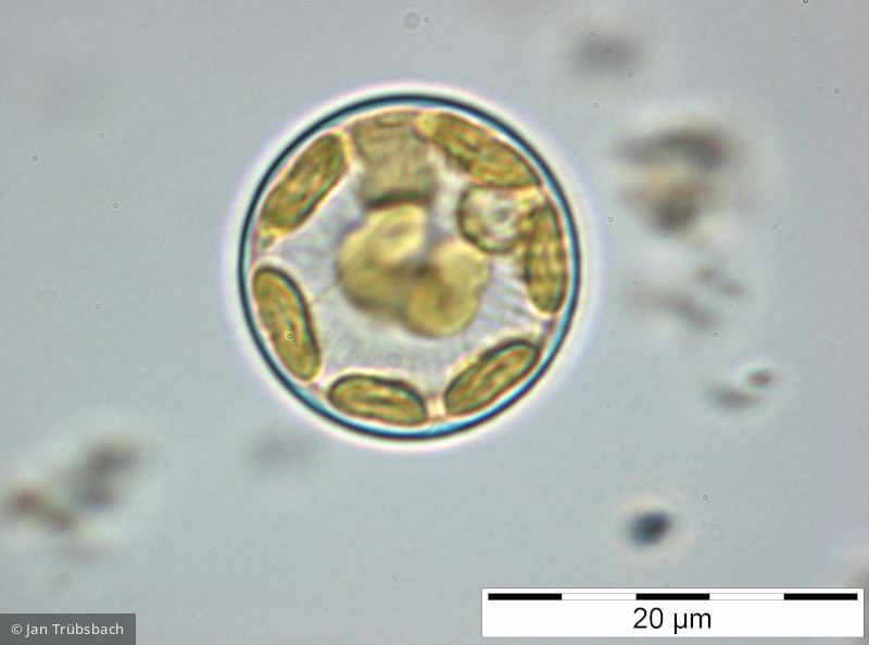 Stephanodiscus_alpinus_1228306924 - Heterocontophyta Bacillariophyceae Centrales Stephanodiscus alpinus