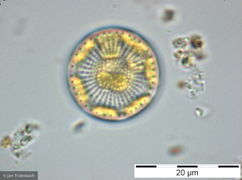 Stephanodiscus_alpinus_1228307000 - Heterocontophyta Bacillariophyceae Centrales Stephanodiscus alpinus