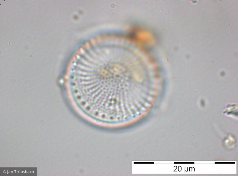 Stephanodiscus_alpinus_1228308188 - Heterocontophyta Bacillariophyceae Centrales Stephanodiscus alpinus
