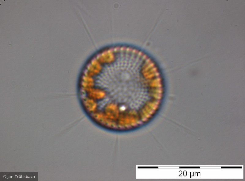 Stephanodiscus_alpinus_1228320749 - Heterocontophyta Bacillariophyceae Centrales Stephanodiscus alpinus