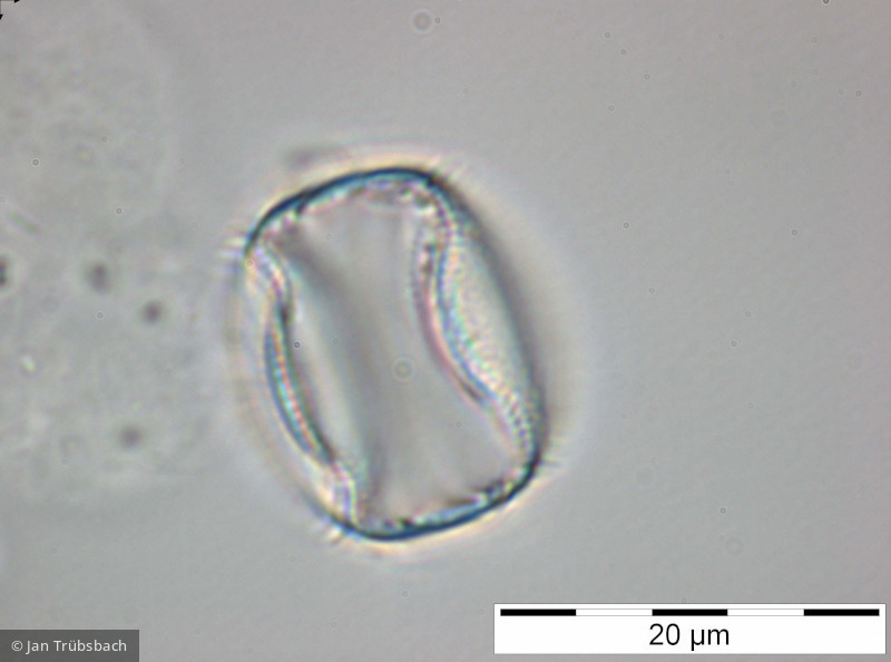 Stephanodiscus_alpinus_1228321729 - Heterocontophyta Bacillariophyceae Centrales Stephanodiscus alpinus