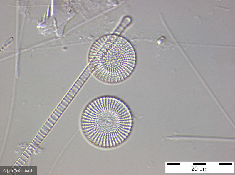 Stephanodiscus_alpinus_1259571576 - Heterocontophyta Bacillariophyceae Centrales Stephanodiscus alpinus