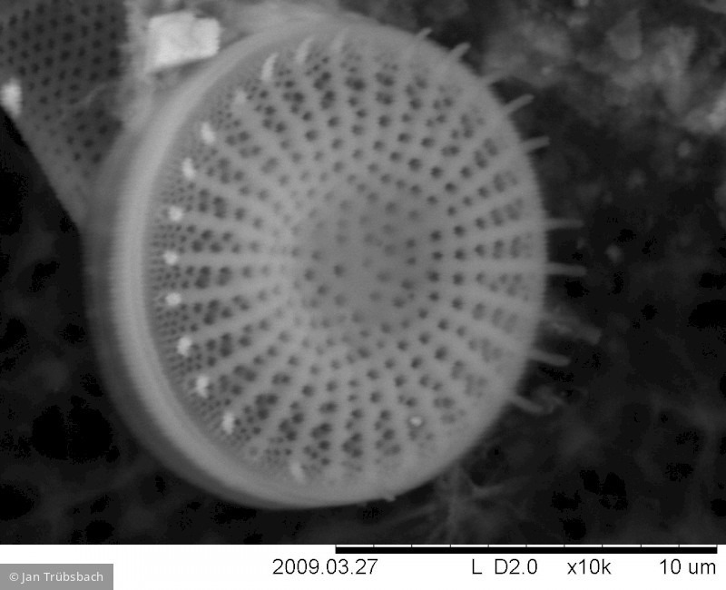 Heterocontophyta Bacillariophyceae Centrales Stephanodiscus alpinus