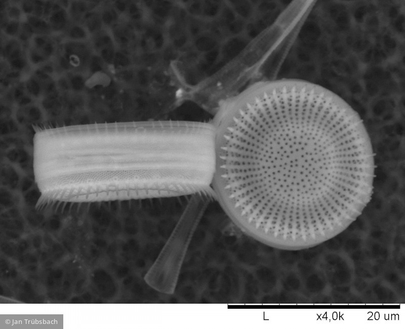 Heterocontophyta Bacillariophyceae Centrales Stephanodiscus alpinus