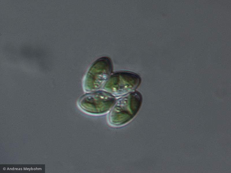 Tertrachlorella_alternans - Chlorophyta Chlorophyceae Chlorococcales Tetrachlorella alternans