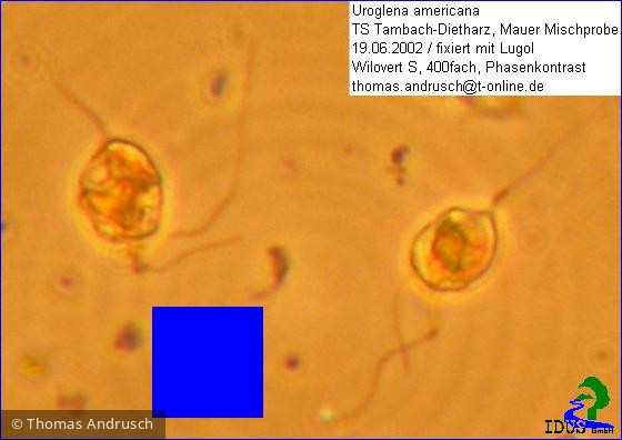 Uroglena_americana_1238671541 - Heterocontophyta Chrysophyceae Ochromonadales Uroglena americana