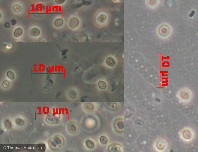 Cyanobacteria Cyanobacteria Chroococcales Synechocystis aquatilis