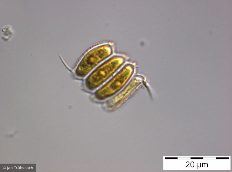 Scenedesmus_armatus_1254148962 - Chlorophyta Chlorophyceae Chlorococcales Desmodesmus armatus