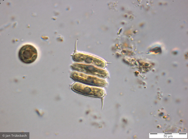 Chlorophyta Chlorophyceae Chlorococcales Desmodesmus armatus