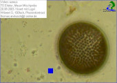 Volvox_aureus_1238676465