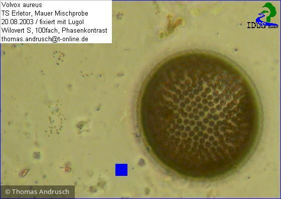 Volvox_aureus_1238676465 - Chlorophyta Chlorophyceae Volvocales Volvox aureus