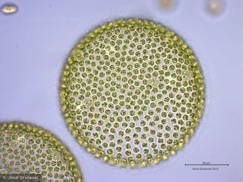Chlorophyta Chlorophyceae Volvocales Volvox aureus