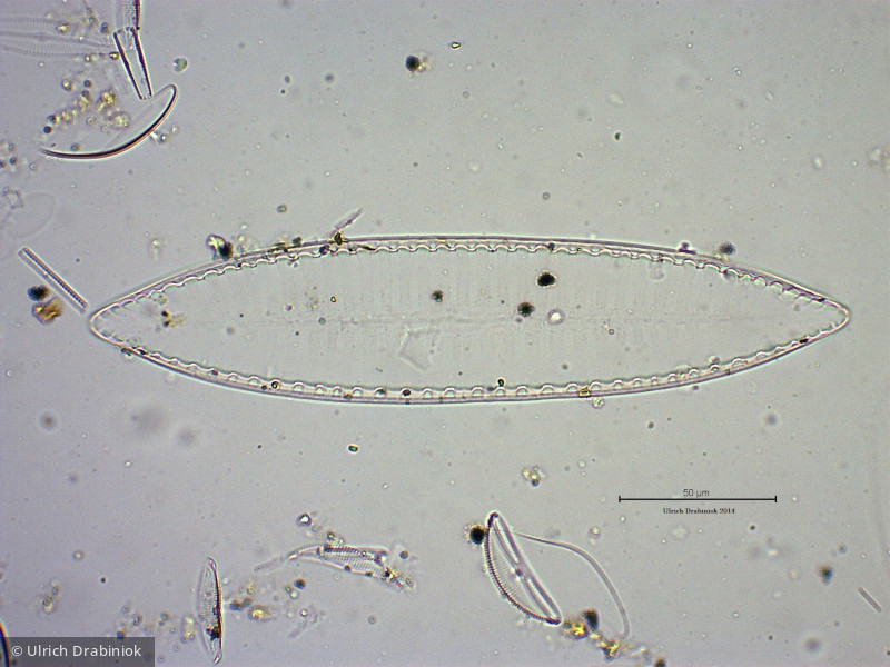 Heterocontophyta Bacillariophyceae Pennales Surirella biseriata