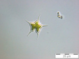 Tetraedron_caudatum_1253628023