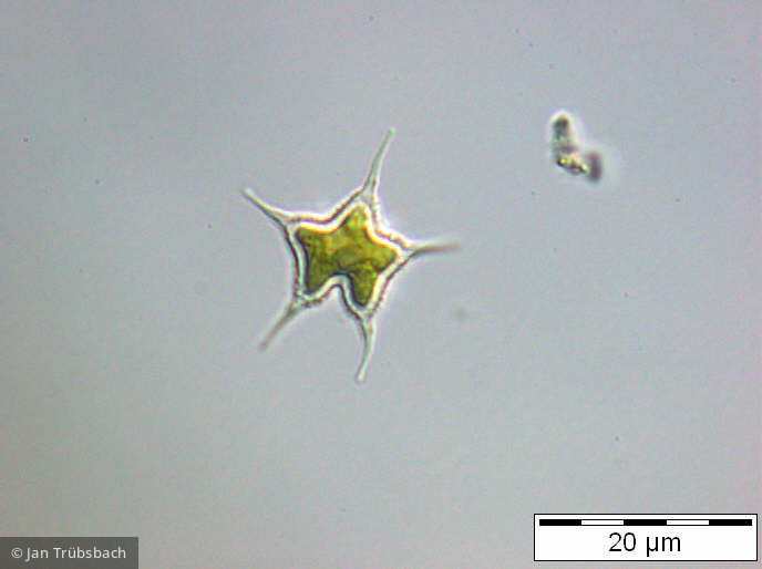 Tetraedron_caudatum_1253628023 - Chlorophyta Chlorophyceae Chlorococcales Tetraedron caudatum
