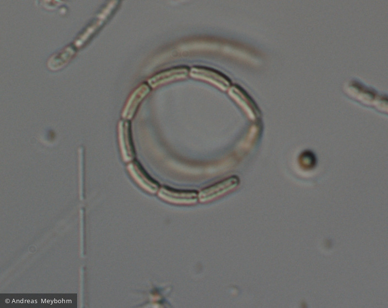 Romeria_cf. gracilis_1221812206 - Cyanobacteria Cyanobacteria Oscillatoriales Romeria gracilis
