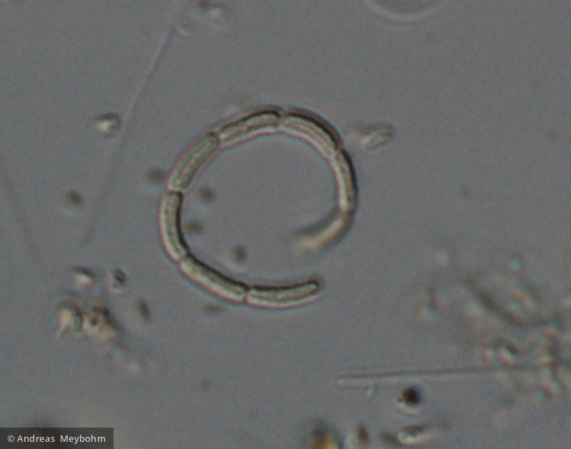 Romeria_cf. gracilis_1221812325 - Cyanobacteria Cyanobacteria Oscillatoriales Romeria gracilis