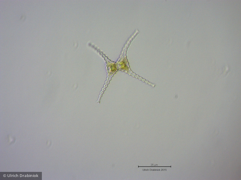 Chlorophyta Conjugatophyceae Desmidiales Staurastrum chaetoceras