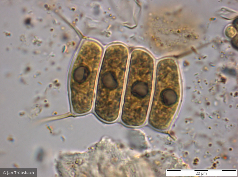 Chlorophyta Chlorophyceae Chlorococcales Desmodesmus communis