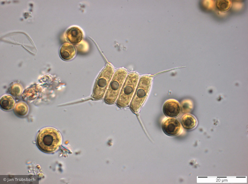 Chlorophyta Chlorophyceae Chlorococcales Desmodesmus communis