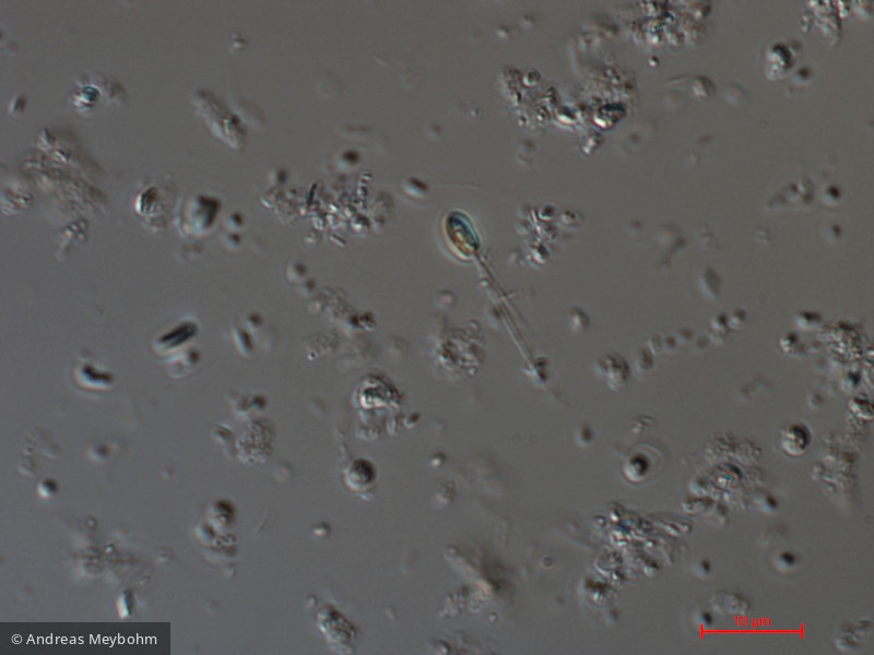 Scourfieldia_cordiformis_1276596707 - Chlorophyta Prasinophyceae Scourfieldiales Scourfieldia cordiformis