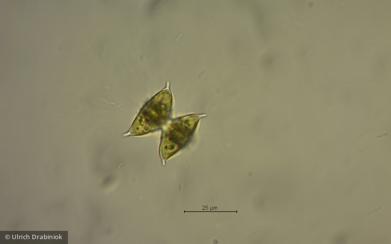 Chlorophyta Conjugatophyceae Desmidiales Staurodesmus dejectus
