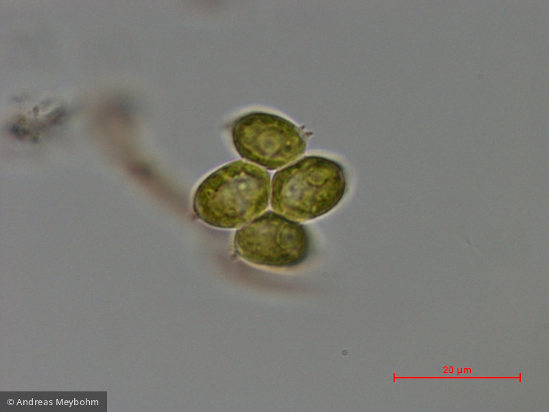 Scenedesmus_denticulatus_1286801144 - Chlorophyta Chlorophyceae Chlorococcales Desmodesmus denticulatus