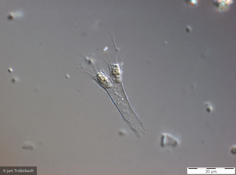 Protista Choanoflagellata Choanoflagellida Stelexomonas dichotoma