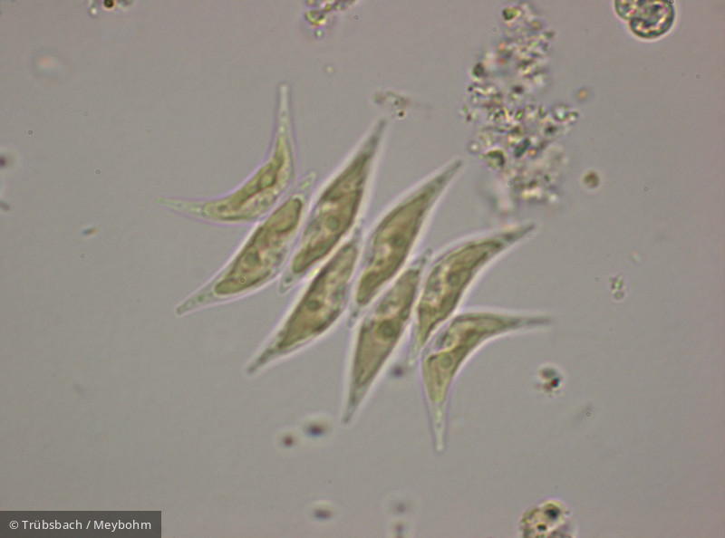 Scenedesmus_dimorphus_1252330283 - Chlorophyta Chlorophyceae Chlorococcales Tetradesmus dimorphus