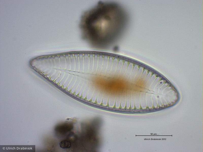 Heterocontophyta Bacillariophyceae Pennales Surirella elegans