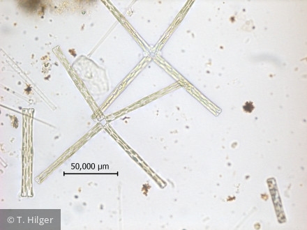 Tabellaria_fenestrata_1258443676 - Heterocontophyta Bacillariophyceae Pennales Tabellaria fenestrata