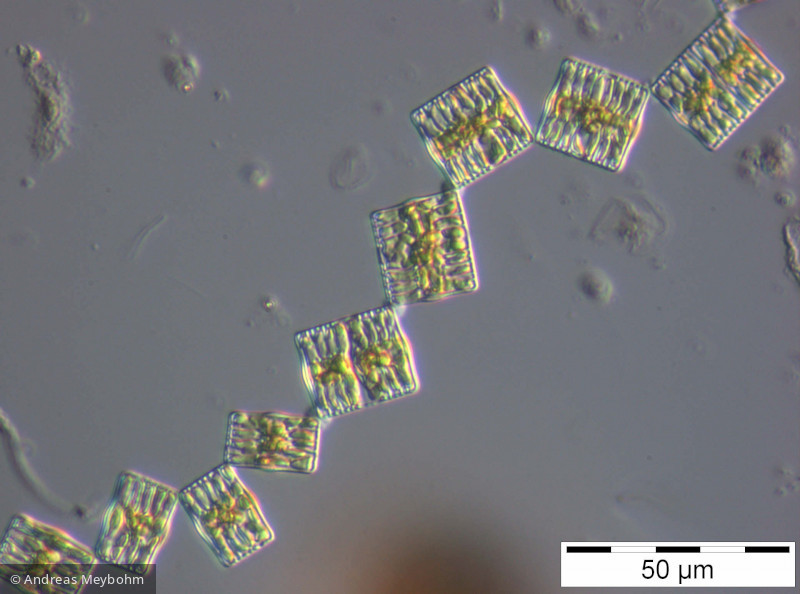 Tabellaria_flocculosa_1227265243 - Heterocontophyta Bacillariophyceae Pennales Tabellaria flocculosa