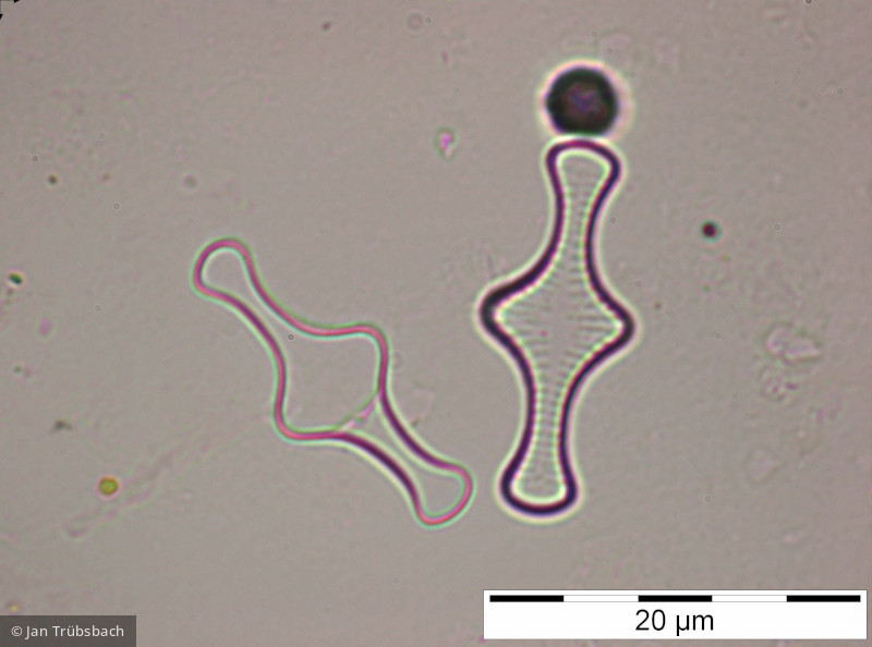 Tabellaria_flocculosa_1227265561 - Heterocontophyta Bacillariophyceae Pennales Tabellaria flocculosa