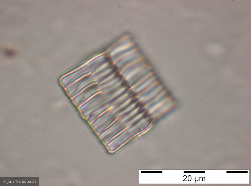 Tabellaria_flocculosa_1227265648 - Heterocontophyta Bacillariophyceae Pennales Tabellaria flocculosa