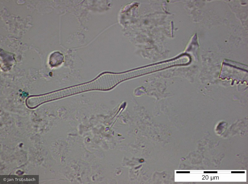 Tabellaria_flocculosa_1259594336 - Heterocontophyta Bacillariophyceae Pennales Tabellaria flocculosa