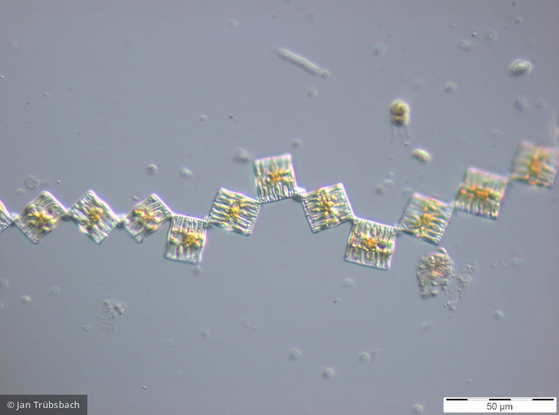 Heterocontophyta Bacillariophyceae Pennales Tabellaria flocculosa