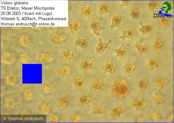 Volvox_globator_1238675697 - Chlorophyta Chlorophyceae Volvocales Volvox globator