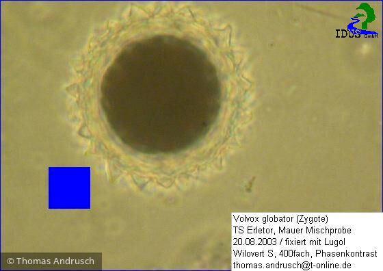 Volvox_globator_1238675871 - Chlorophyta Chlorophyceae Volvocales Volvox globator