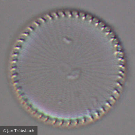 Stephanodiscus hantzschii · Heterocontophyta Bacillariophyceae Centrales